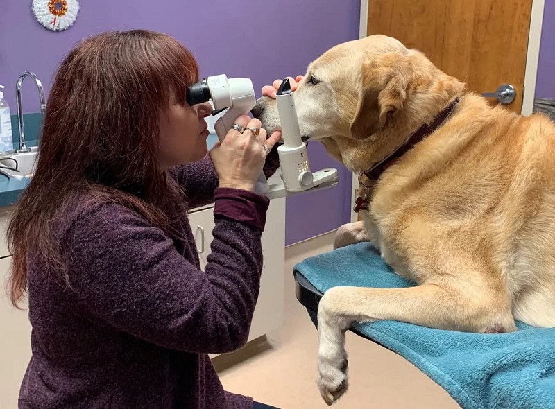dr kelly sigle ophthalmologist with dog