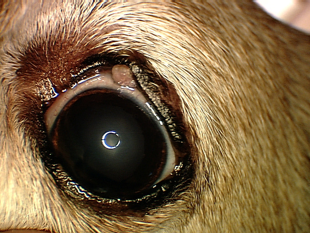 meibomian gland cyst dog